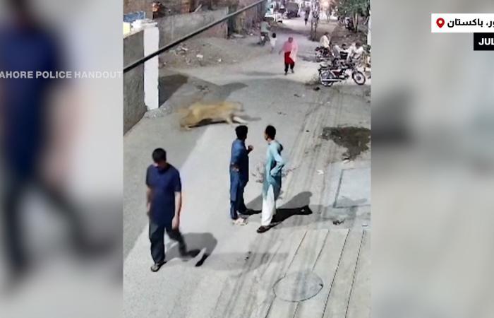 belbalady أسد يهرب من قفصه ليهاجم سيدة وأطفالها بلحظات مرعبة.. شاهد ما حدث