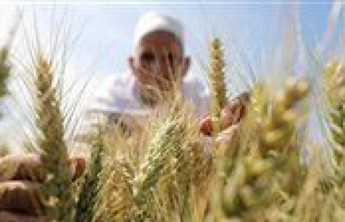 بالبلدي: سر
      العزوف
      عن
      زراعة
      القمح..
      أزمة
      جديدة
      تواجه
      الأمن
      الغذائى
      فى
      مصر