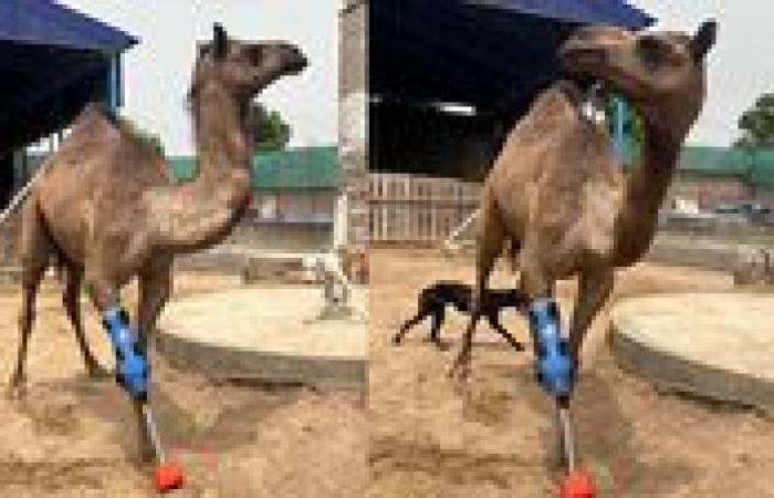 بعد 5 أشهر من الشلل.. الناقة "كامي" تستعيد حياتها بفضل ساق اصطناعية