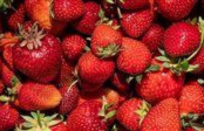 من البطاطا للفراولة.. كيف أصبحت مصر سلة غذاء دولية؟