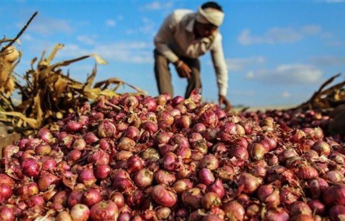 مصر تالت العالم في تصدير البصل.. تستحوذ على 12 % من حصة السوق