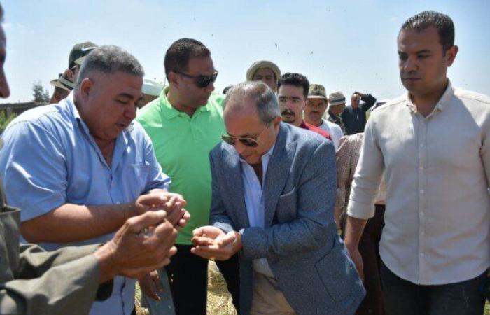 محافظة بورسعيد تحتفل بموسم حصاد الأرز: 34 ألف فدان لتحقيق الأمن الغذائي