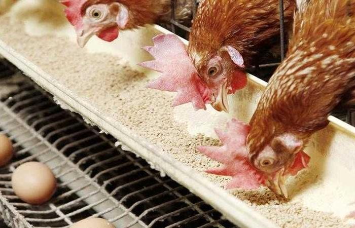 أسعار الدواجن والبيض في مصر اليوم الإثنين