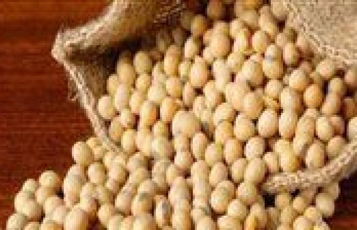 فول الصويا على رأس أولويات الزراعة في مصر.. خطط لمضاعفة المساحات