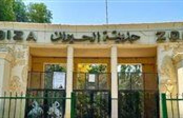 «الأسود تعود إلى عرينها».. حديقة الحيوان بالجيزة تستعد لافتتاح طال انتظاره