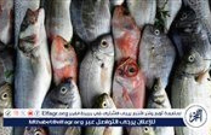 اسعار الاسماك اليوم الثلاثاء الموافق 16-9-2024 فى سوهاج