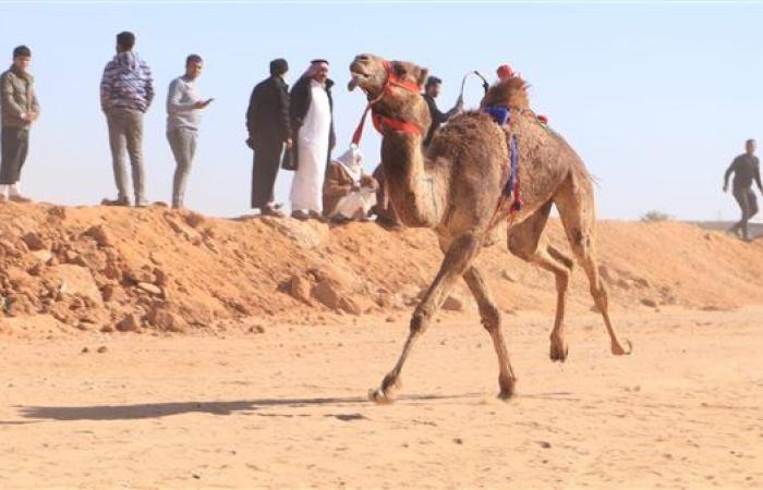 بحضور المحافظ.. انطلاق سباق الهجن في العريش بحضور محافظ شمال سيناء