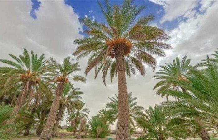 "الريف المصري" توقع عقد تخصيص بالفرافرة القديمة لمشروع لزراعة نخيل المجدول