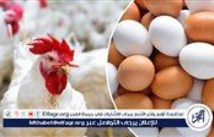 عاجل - لم يتأثّر بقرار الفيدرالي.. ثبات أسعار دواجن وكارتونة البيض