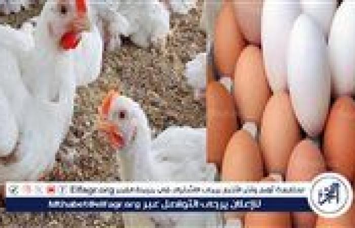 أسعار الفراخ والبيض اليوم الخميس 18 سبتمبر 2025 فى أسواق الأقصر