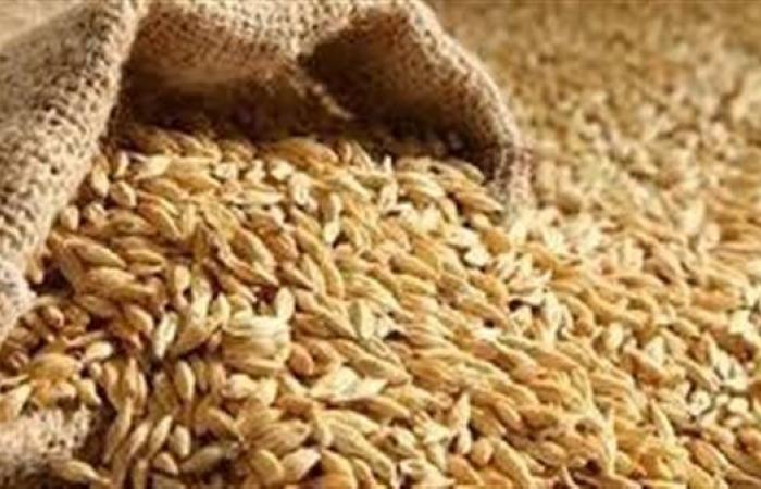 سعر الأرز الشعير اليوم الجمعة 19-9-2025.. الأسعار بتزل