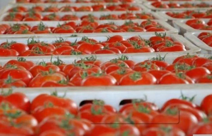 تحقيق مغربي-هولندي يبرئ الطماطم المغربية من التلوث