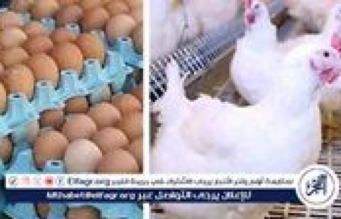 أسعار البيض اليوم السبت 20-9-2025 في الدقهلية