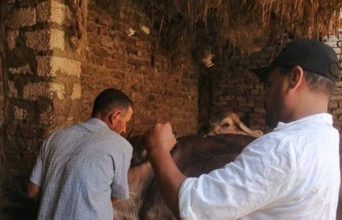 محافظ الدقهلية: تحصين أكثر من 204 ألف رأس ماشية ضد الحمى القلاعية
