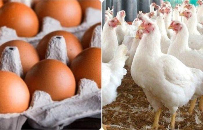 الفراخ البيضاء بكام؟.. أسعار الدواجن والبيض اليوم الأربعاء 24-9-2025