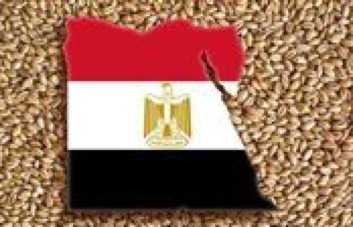 مصر تعزز إنتاج القمح واستيراده لتلبية الطلب المتزايد