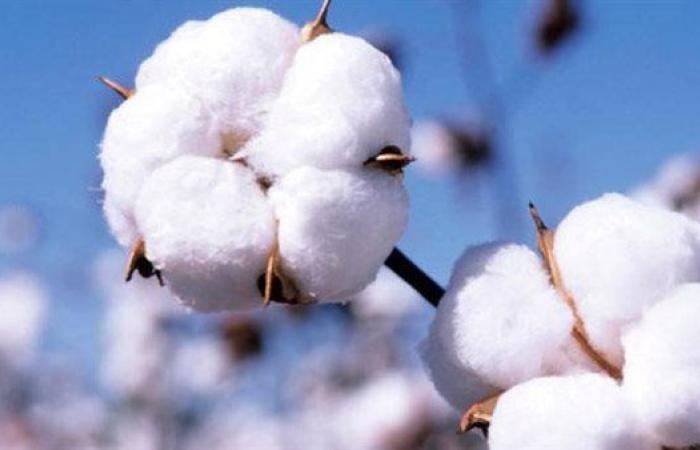 القطن المصري يعود بقوة.. استثمارات أجنبية بـ 580 مليون دولار ومدينة نسيجية متكاملة