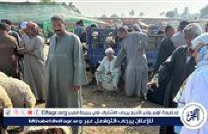 الطب البيطري يوجه حملات توعية للمربين والتجار بأسواق المواشي ببني سويف