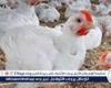 بورصة الدواجن.. أسعار الفراخ البيضاء اليوم الأحد 6-7-2025 في قنا